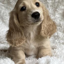 Dachshund Puppies from Taylored Dachshunds