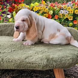 Blue Boy Willie - Lemon and white male Basset Hound puppy in Foley, Alabama from Jubilee Basset Hounds