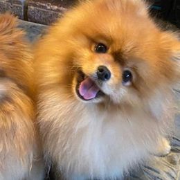 Pomeranians from M&M Pom