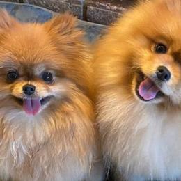 Pomeranians from M&M Pom