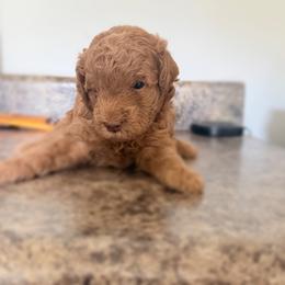 French Bulldog and Goldendoodle Puppies from French Valley Miniature Goldendoodles & French Bulldogs