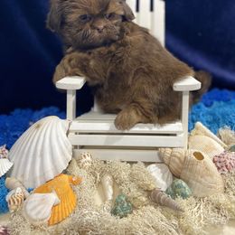 Shih Tzu Puppies from LaDawn’s Little Lions
