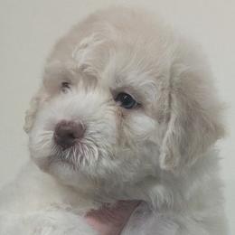 Lagotto Romagnolo puppies from Royal and Loyal Lagotto Romagnolo