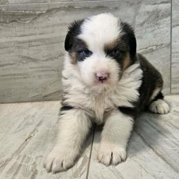 Flower - Black tri-color female Australian Shepherd puppy in Arbela, Missouri from County Line Aussies