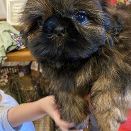 Shih Tzu puppies from Lovable Shih Tzus