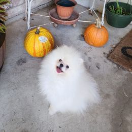 Mochi - Pomeranian