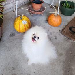 Mochi - Pomeranian