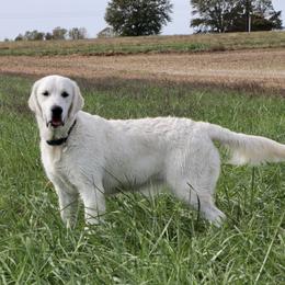 Abby - Golden Retriever