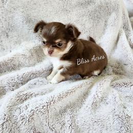 Olivia - Chocolate and white female Chihuahua puppy in Ponca City, Oklahoma from Bliss Acres Farm