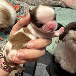 Shih Tzu Puppies from Wood Foo Breeders