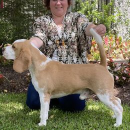 Phoenix - Beagle