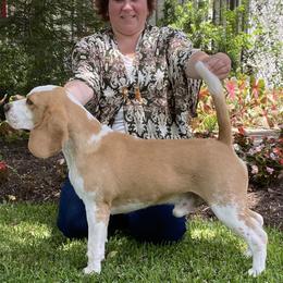 Phoenix - Beagle