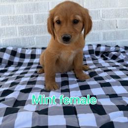 Mint - Golden female Golden Retriever puppy in Salt Lake City, Utah from Soaring golden retrievers