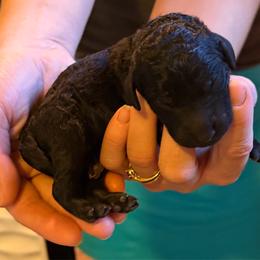 Poodle puppies from MizzElle’s Standard Poodles
