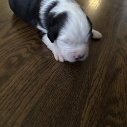 Girl 1 - Black tri-color female Australian Shepherd puppy in Chino, California from RanchLand Aussies HC