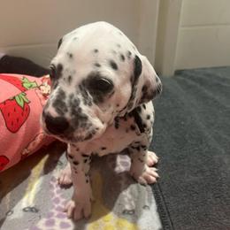 Heath - White and black male Dalmatian puppy in Austin, Texas from Dazzling Dalz