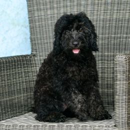 Sheepadoodle Puppies from Riley Grace Puppies