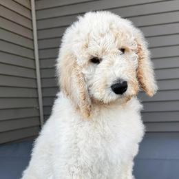 Goldendoodles from Cole Creek Doodles