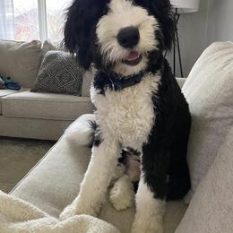 Bernedoodle All Grown Up from Backwoods Bernedoodles