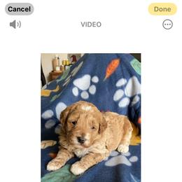 Girl 2 - Apricot female Goldendoodle puppy in Lapeer, Michigan from Doodle All Day