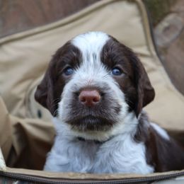 English Springer Spaniel Puppies from White Pine Springer Spaniels