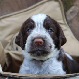 English Springer Spaniel Puppies from White Pine Springer Spaniels