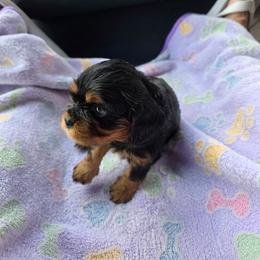 Miso - Black and tan female Cavalier King Charles Spaniel puppy in Lehi, Utah from Angels and Nobility Cavaliers
