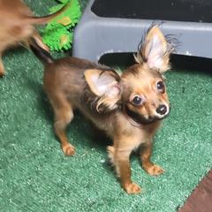 Orange collar boy - Russian Toy puppy from Chenier Russian toys