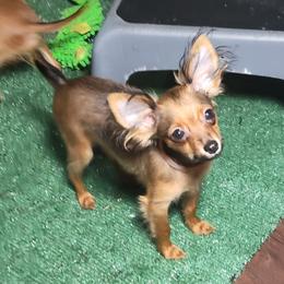 Orange collar boy - Russian Toy puppy from Chenier Russian toys
