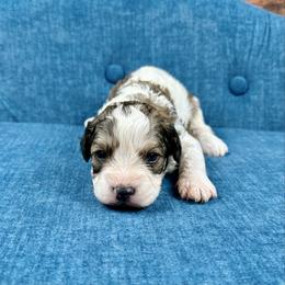Aspen - Tri-color male Cavapoo puppy in Lancaster, Missouri from Cavapoo Acres