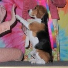 Just Wright The Full Monty  - Beagle