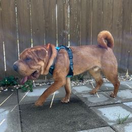 PUMPKIN - Fawn male Companion Cross puppy in Indianapolis, Indiana from The Sharpeagle Barkery