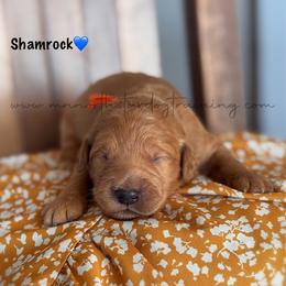 Shamrock - Red  male Goldendoodle puppy in Lancaster, Minnesota from North Star Dog Training
