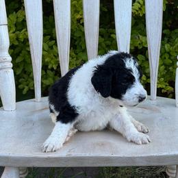 Harel - Black and white male Sheepadoodle puppy in Chesapeake, Virginia from Doodle-Cove
