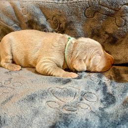 Teal Collar - Silver gray female Weimaraner puppy in Sevierville, Tennessee from K&K Weimaraners