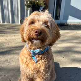 Olive - Australian Labradoodle