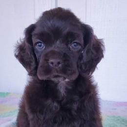Cocker Spaniel Puppies from Top Notch Sporting Dogs