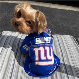 Yorkshire Terrier Puppies from Jill Brown