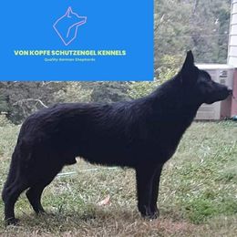 Nicholas - German Shepherd