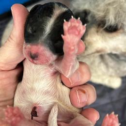 DayZee - Parti female Poodle puppy in Mineral Wells, Texas from S.H.A.R.P.’s Toy Poodles
