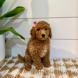 Mint Collar girl - Cream female Goldendoodle puppy in Charlestown, Indiana from Mini Goldendoodle Paws 🐾