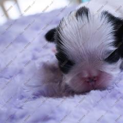 Puppy 4 - Black and white male Japanese Chin puppy in Rapid City, South Dakota from Sakura Japanese Chin