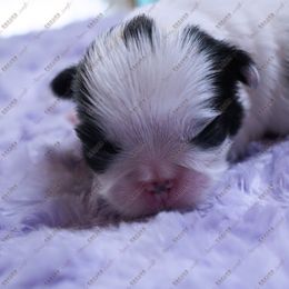 Puppy 4 - Black and white male Japanese Chin puppy in Rapid City, South Dakota from Sakura Japanese Chin