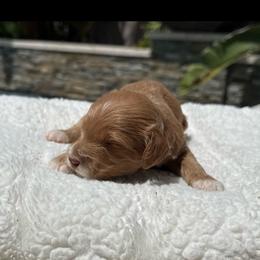 Boy 1 - Apricot male Goldendoodle puppy in San Diego, California from Goldendoodles & Poodles of San Diego