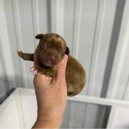 3 - Red male Australian Labradoodle puppy in Calhoun, Louisiana from Arrowhead Australian Labradoodles