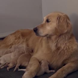 Golden Retriever Puppies from Four Lochs LLC
