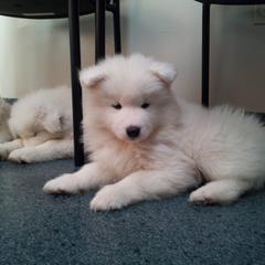 Samoyed Puppies from Alta Samoyeds