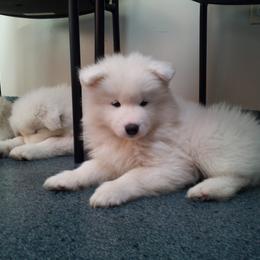 Samoyed Puppies from Alta Samoyeds