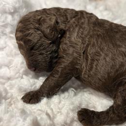 Boo Bear - Chocolate male Goldendoodle puppy in Mc Kinney, Texas from Flair Doodles