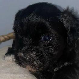 Yorkshire Terriers from SaintNicksWay